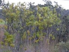 Santalum paniculatum Mountain Sandalwood, Hawaiian Sandalwood, Santalum paniculatum Mountain Sandalwood, Hawaiian Sandalwood,